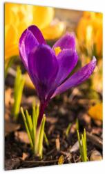 Mivali Tablou cu floare violetă, dintr-o bucată 50x70 cm (V020341V5070)