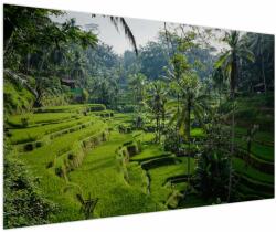 Mivali Tablou cu terasele cu orez Tegalalang, Bali, dintr-o bucată 150x100 cm (V021569V150100)