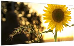 Mivali Tablou pe sticlă cu floarea soarelui, dintr-o bucată 100x50 cm pe sticlă (V020543V10050GD)