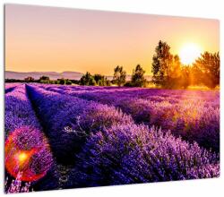 Mivali Tablou cu câmp de lavanda, dintr-o bucată 70x50 cm (V020540V7050)