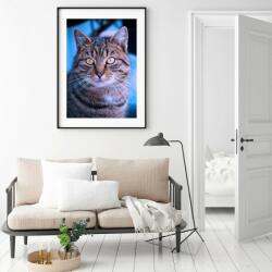 Mivali Poster - Pisica, mărimea 30x30 cm (S040011S3030)