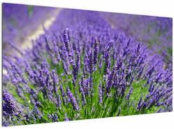 Mivali Tablou - lavanda, dintr-o bucată 120x70 cm (V020389V12070)