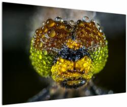 Mivali Tablou detailat cu ochii de omidă, dintr-o bucată 120x80 cm (V020320V12080)