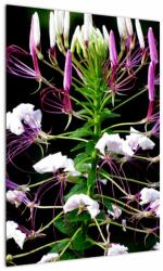 Mivali Tablou cu floare, dintr-o bucată 50x70 cm (V021256V5070)