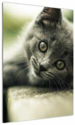 Mivali Tablou cu pisicuța, dintr-o bucată 50x70 cm (V020957V5070)