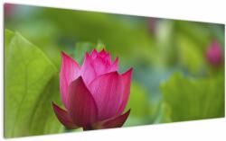 Mivali Tablou - floare de apă, dintr-o bucată 120x50 cm (V020286V12050)