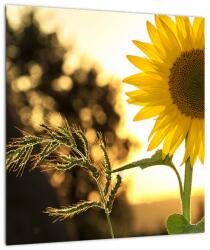 Mivali Tablou cu floarea soarelui, dintr-o bucată 40x40 cm (V020543V4040)