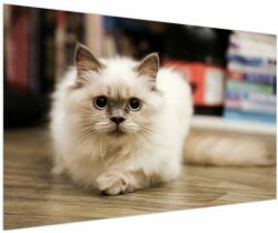 Mivali Tablou cu pisica albăr, dintr-o bucată 150x100 cm (V021124V150100)