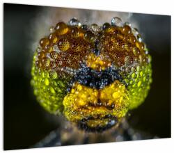 Mivali Tablou pe sticlă detailat cu ochii de omidă, dintr-o bucată 70x50 cm pe sticlă (V020320V7050GD)