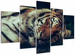 Mivali Tablou - Tigrul Siberian, din cinci bucăți 150x105 cm (V021668V150105)