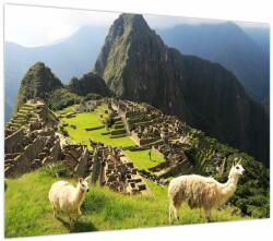 Mivali Tablou - Lame in Machu Picchu, dintr-o bucată 70x50 cm (V023803V7050)