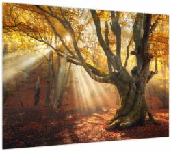 Mivali Tablou - Lumina de toamnă, dintr-o bucată 70x50 cm (V023856V7050)