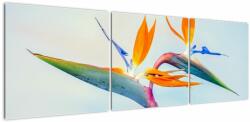 Mivali Tablou cu floarea Strelicie, din trei bucăți 150x50 cm (V021628V15050)