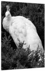 Mivali Tablou - Păun, alb-negru, dintr-o bucată 30x40 cm (V024110V3040)