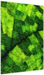 Mivali Tablou - Detaliu frunze, dintr-o bucată 50x70 cm (V023713V5070)