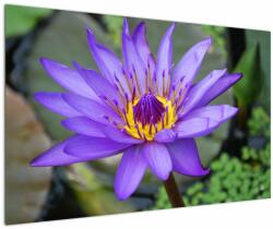 Mivali Tablou - Floare violet, dintr-o bucată 120x80 cm (V022431V12080)