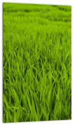 Mivali Tablou cu iaraba, dintr-o bucată 20x30 cm (V020340V2030)