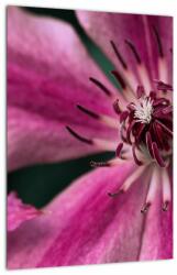 Mivali Tablou cu floarea roz de clematis, dintr-o bucată 30x40 cm (V021607V3040)