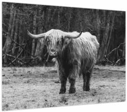 Mivali Tablou - Vacă scoțiană 3, alb-negru, dintr-o bucată 70x50 cm (V024127V7050)