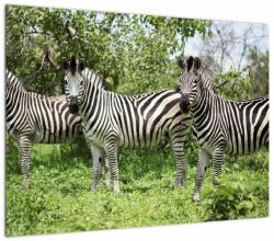 Mivali Tablou cu zebre, dintr-o bucată 70x50 cm (V020921V7050)