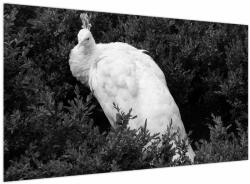 Mivali Tablou - Păun, alb-negru, dintr-o bucată 120x70 cm (V024110V12070)