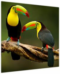 Mivali Tablou tucani sezând , Costa Rica (V021775V7070)