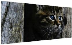 Mivali Tablou cu pisicuța, dintr-o bucată 120x50 cm (V020637V12050)