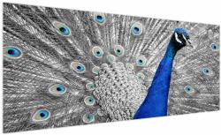 Mivali Tablou - păun albastru, dintr-o bucată 250x125 cm (V020578V250125)