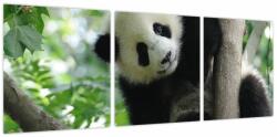 Mivali Tablou - Panda in copac, din trei bucăți 90x30 cm (V023757V9030)