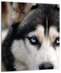 Mivali Tablou pe sticlă cu câinele husky, dintr-o bucată 30x30 cm pe sticlă (V020526V3030GD)