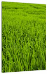 Mivali Tablou cu iaraba, dintr-o bucată 30x40 cm (V020340V3040)