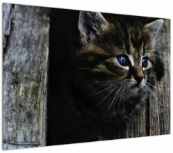 Mivali Tablou cu pisicuța, dintr-o bucată 100x70 cm (V020637V10070)