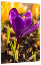 Mivali Tablou cu floare violetă, dintr-o bucată 30x40 cm (V020341V3040)