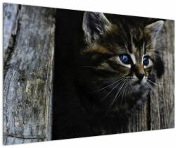 Mivali Tablou cu pisicuța, dintr-o bucată 120x80 cm (V020637V12080)