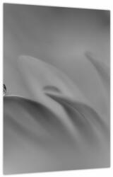 Mivali Tablou - Picătură pe floare, alb-negru, dintr-o bucată 30x40 cm (V024133V3040)