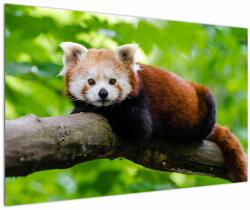 Mivali Tablou cu panda roșie, dintr-o bucată 120x80 cm (V020455V12080)