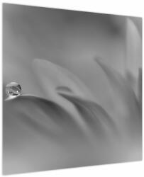 Mivali Tablou - Picătură pe floare, alb-negru, dintr-o bucată 70x70 cm (V024133V7070)