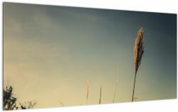 Mivali Tablou pe sticlă - Iarba, dintr-o bucată 100x50 cm pe sticlă (V022549V10050GD)