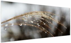 Mivali Tablou - Picături pe plantă, dintr-o bucată 250x125 cm (V022650V250125)