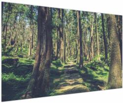 Mivali Tablou cu drum între copaci, dintr-o bucată 150x100 cm (V021217V150100)