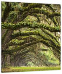 Mivali Tablou - Oaks Avenue, Charleston, Carolina de Sud, SUA, dintr-o bucată 30x30 cm (V023285V3030)