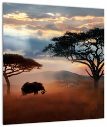 Mivali Tablou - Parcul Național Serengeti, Tanzania, Africa, dintr-o bucată 40x40 cm (V023034V4040)