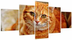 Mivali Tablou - Pisica tolenită (cu ceas), din cinci bucăți 150x80 cm cu ceas (V022587V15080C)