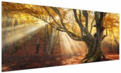 Mivali Tablou - Lumina de toamnă, dintr-o bucată 250x125 cm (V023856V250125)