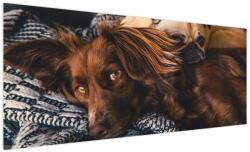 Mivali Tablou cu câini dormind, dintr-o bucată 250x125 cm (V020897V250125)