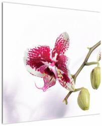 Mivali Tablou cu floarea de orhidee, dintr-o bucată 70x70 cm (V021552V7070)