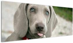 Mivali Tablou - cățeluș weimaraner, dintr-o bucată 145x58 cm (V020570V14558)