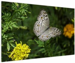 Mivali Tablou - fluture alb, dintr-o bucată 120x80 cm (V020576V12080)