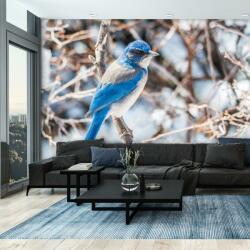 Mivali Fototapet - Western jay, vlies, 245x170 cm (T100995TQ5)