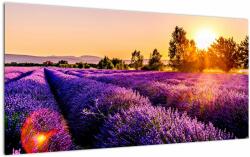 Mivali Tablou pe sticlă cu câmp de lavanda, dintr-o bucată 100x50 cm pe sticlă (V020540V10050GD)